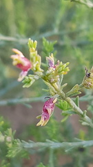 Maireana microphylla