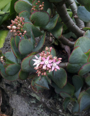 Crassula arborescens arborescens