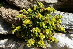 Sedum litoreum