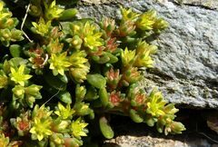 Sedum litoreum