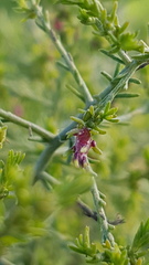 Maireana microphylla