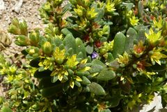 Sedum litoreum