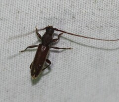 Geropa concolor