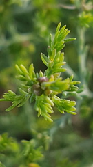 Maireana microphylla