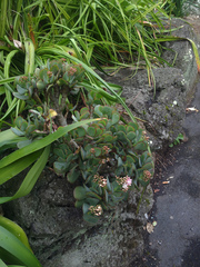 Crassula arborescens arborescens