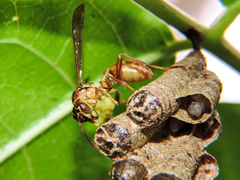 Mischocyttarus mexicanus