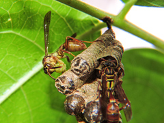 Mischocyttarus mexicanus