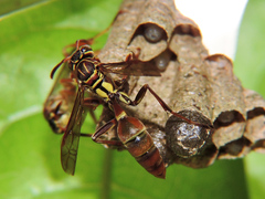 Mischocyttarus mexicanus