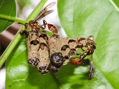 Mischocyttarus mexicanus