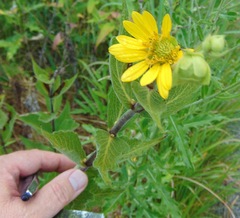 Silphium integrifolium