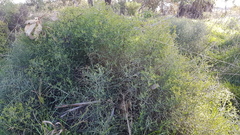Maireana microphylla