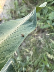 Insecta