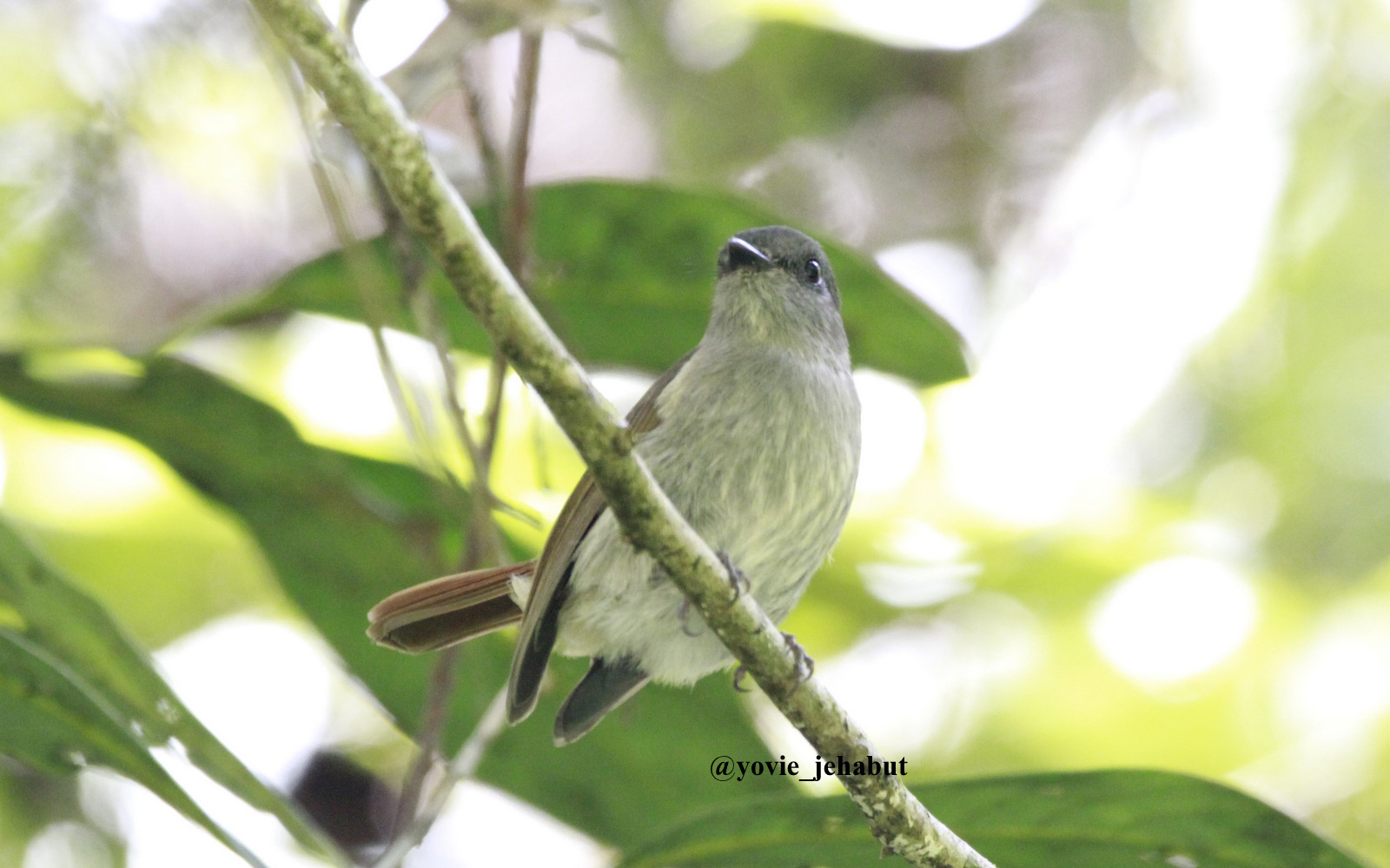Flores Jungle Flycatcher illustration