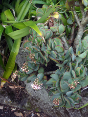 Crassula arborescens arborescens