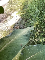 Insecta