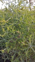Maireana microphylla