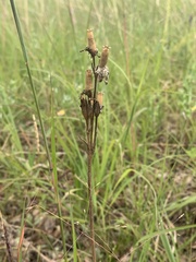 Silene drummondii