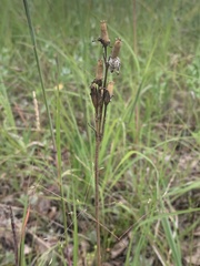 Silene drummondii