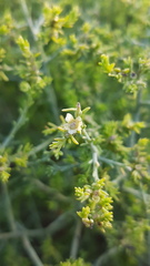 Maireana microphylla