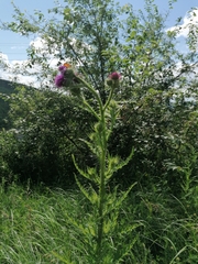Carduus dahuricus
