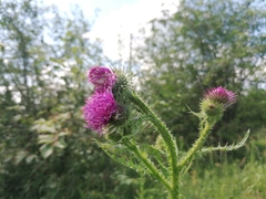 Carduus dahuricus