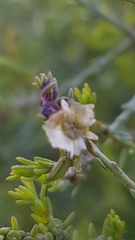 Maireana microphylla