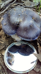 Cortinarius archeri