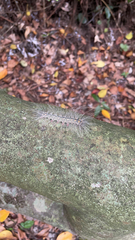 Chrysaeglia magnifica