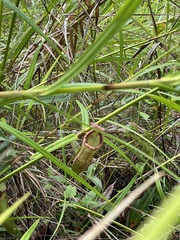 Nepenthes mirabilis