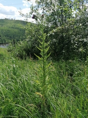 Carduus dahuricus