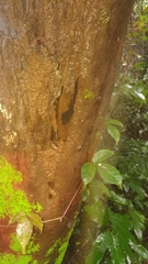 Hemidactylus prashadi