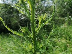 Carduus dahuricus