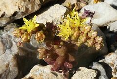 Sedum litoreum