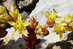 Sedum litoreum