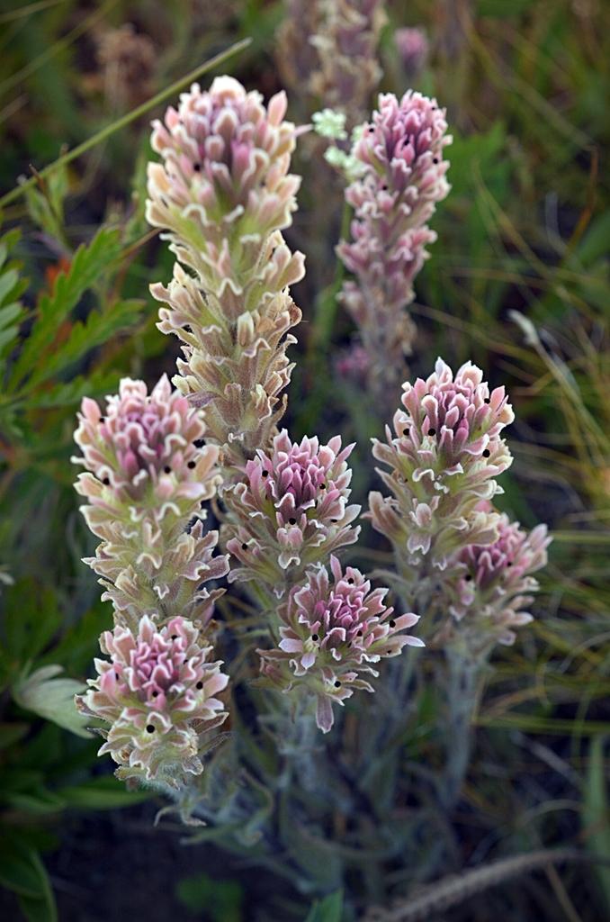 hairy paintbrush