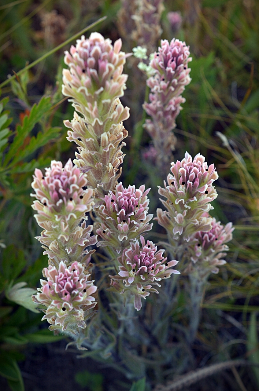 Castilleja pilosa