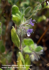 Trichostema oblongum