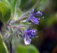 Trichostema oblongum