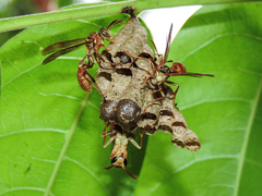 Mischocyttarus angulatus