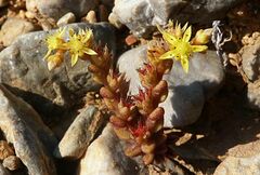 Sedum litoreum