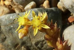 Sedum litoreum