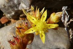 Sedum litoreum