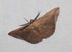 Polycrasta cinereomarginata