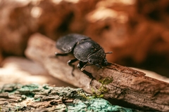Dorcus parallelipipedus