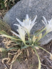 Pancratium maritimum