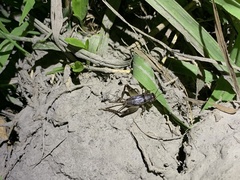 Teleogryllus occipitalis