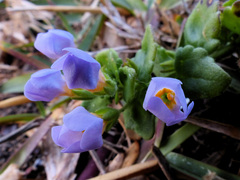 Chaenostoma cordatum
