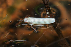 Cofana spectra
