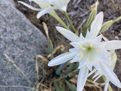 Pancratium maritimum