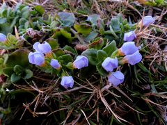 Chaenostoma cordatum